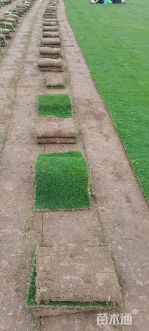 草块状百慕大草