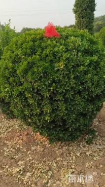 冠幅180厘米瓜子黄杨球