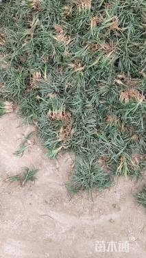高度5厘米玉龙草