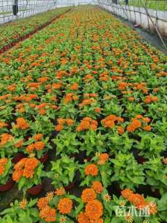 高度15厘米百日草