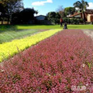 高度40厘米红叶小檗