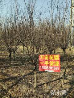 6公分美人梅