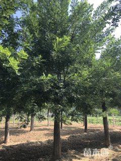 20公分国槐