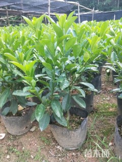 高度45厘米非洲茉莉