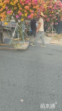 高度200厘米白雪公主三角梅