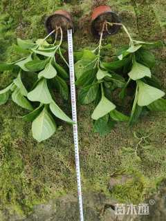 高度30厘米八仙花