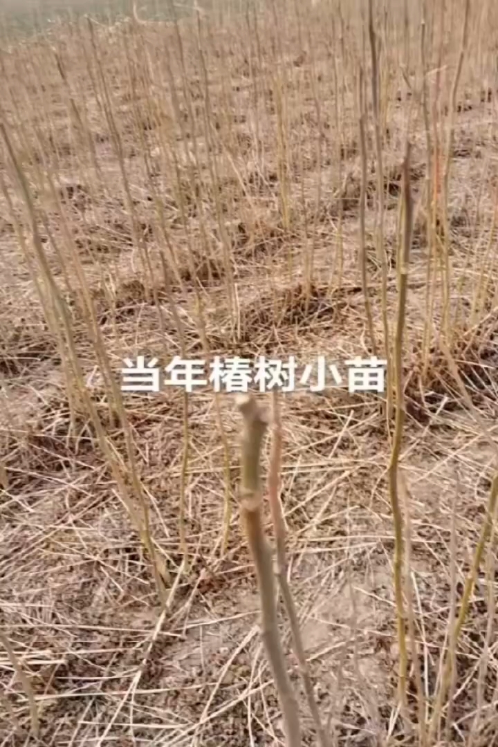 1公分臭椿