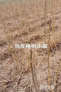 1公分臭椿