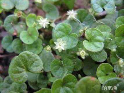 马蹄金种子