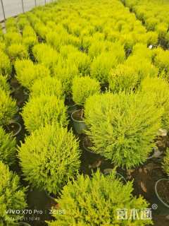 0.2公分金叶白蜡