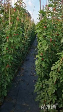 180厘米藤本月季