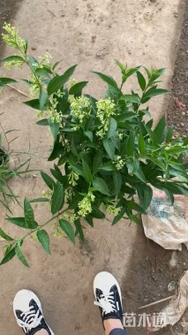 高度40厘米晚香玉