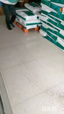 鼠尾草种子