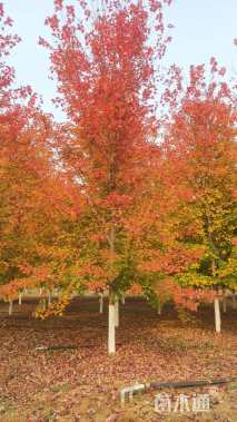 12公分美国红枫-秋火焰