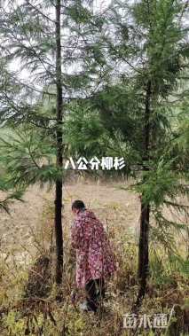 8公分柳杉