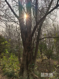 42公分对节白蜡