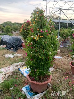 高度200厘米三角梅