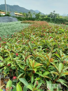 高度25厘米琴叶珊瑚