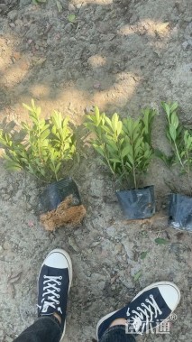 高度30厘米毛鹃