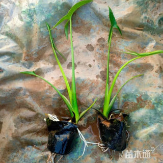 高度35厘米慈姑