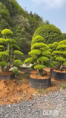 原生苗造型罗汉松