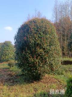 高度300厘米丛生桂花