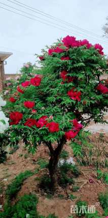 高度70厘米牡丹