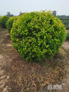 冠幅150厘米金叶榆球