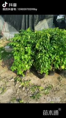 5公分海南菜豆树