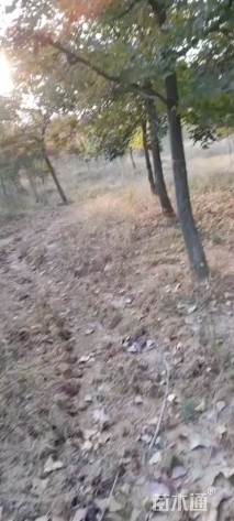 15公分枫香