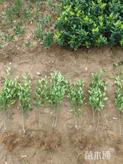 高度40厘米大叶黄杨