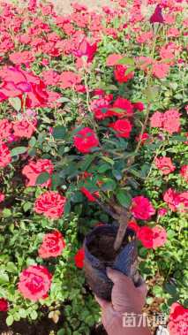 高度40厘米卡罗拉月季