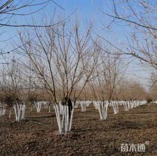 高度500厘米丛生五角枫