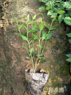 主蔓长30厘米小叶扶芳藤