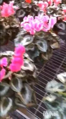 高度25厘米仙客来