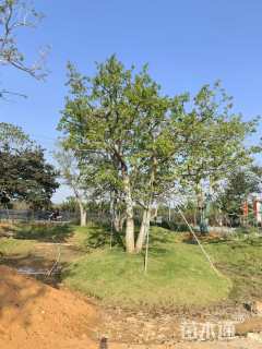 45公分红果冬青