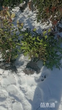 20公分红叶石楠