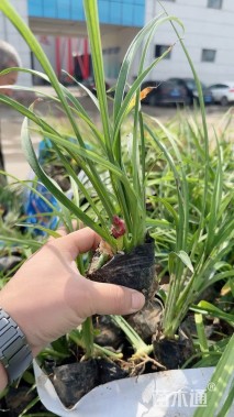 高度30厘米吉祥草