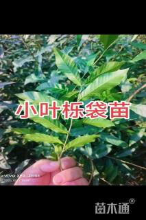 乔木
