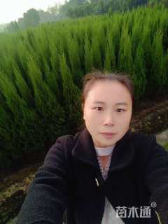 高度180厘米塔柏