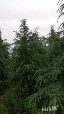 移栽苗北非雪松