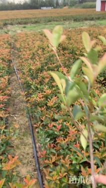 高度40厘米红叶石楠地栽苗