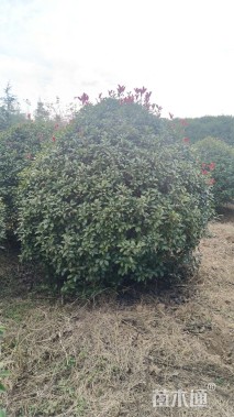 冠幅250厘米红叶石楠球