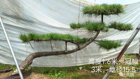 12公分造型油松