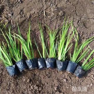 高度20厘米金叶石菖蒲