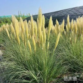 高度60厘米矮蒲苇