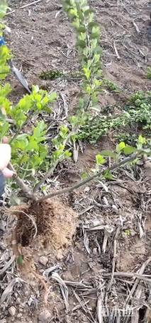 高度60厘米胶东卫矛
