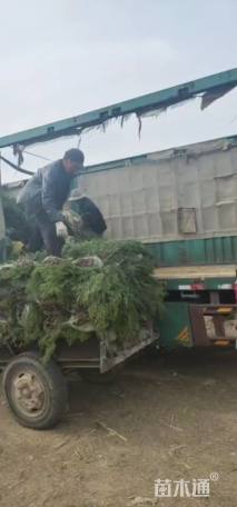 高度90厘米侧柏