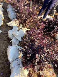 高度30厘米红花继木