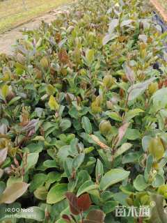 高度20厘米油茶